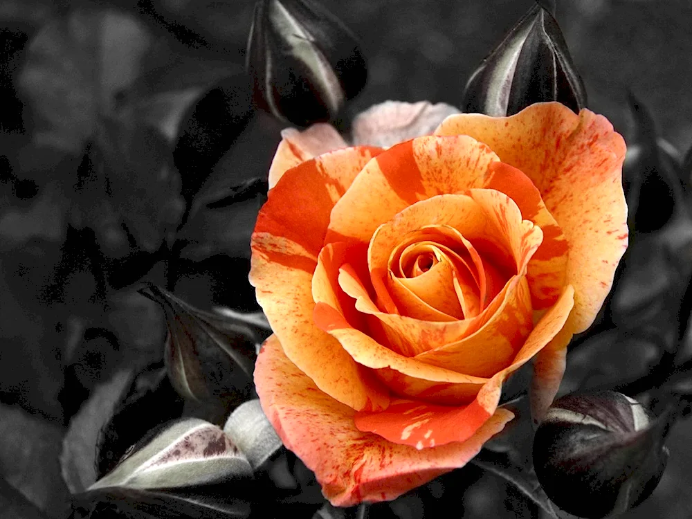 Blue Corduroy rose