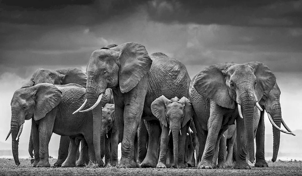 Photographer David Yarrow ‘Wild Encounters’