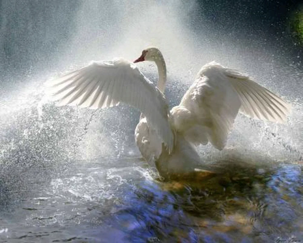 Swan flight