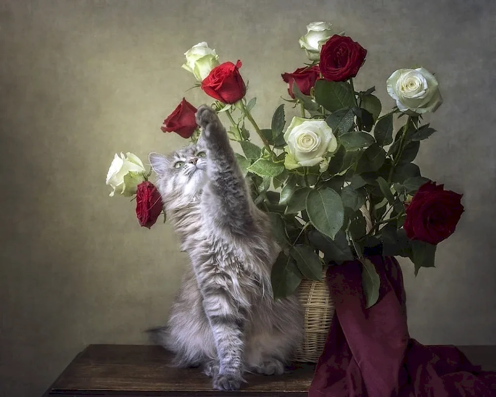 Cats and flowers