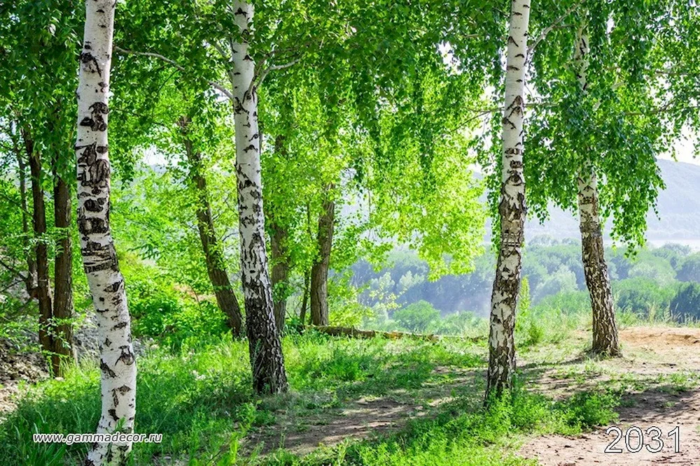 Birch in Udmurtia