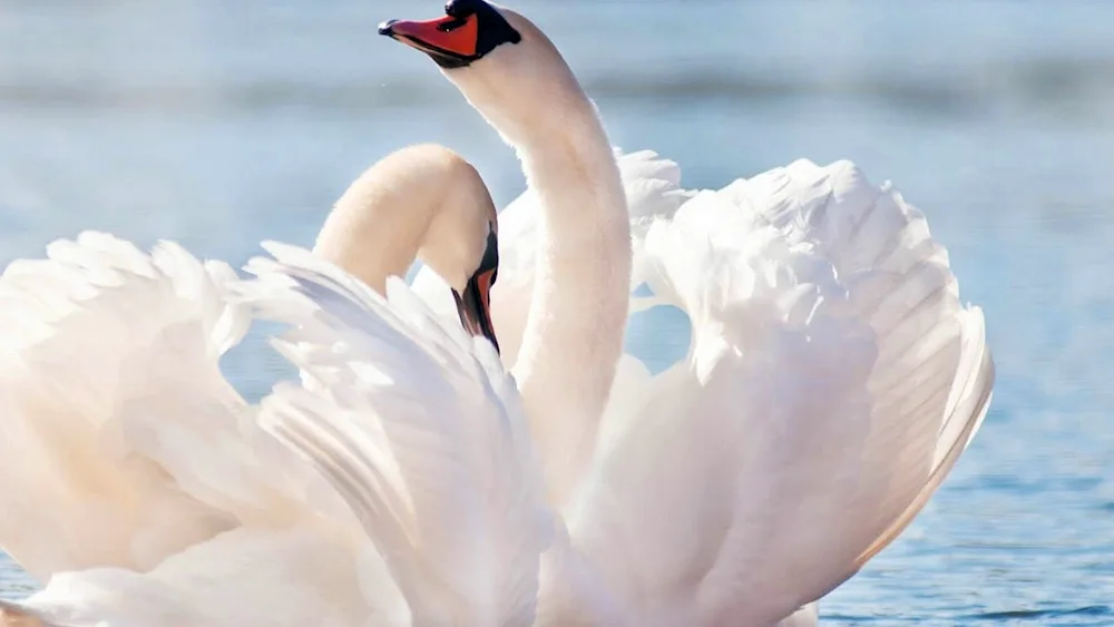 Photoboards of swans