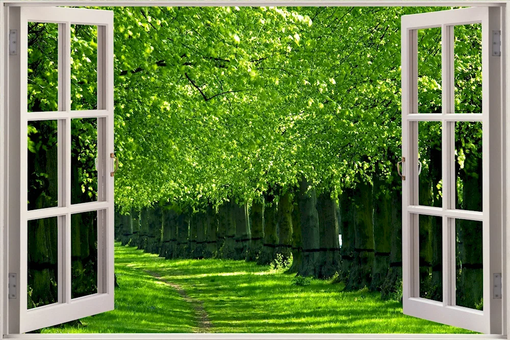 Photowallpaper window