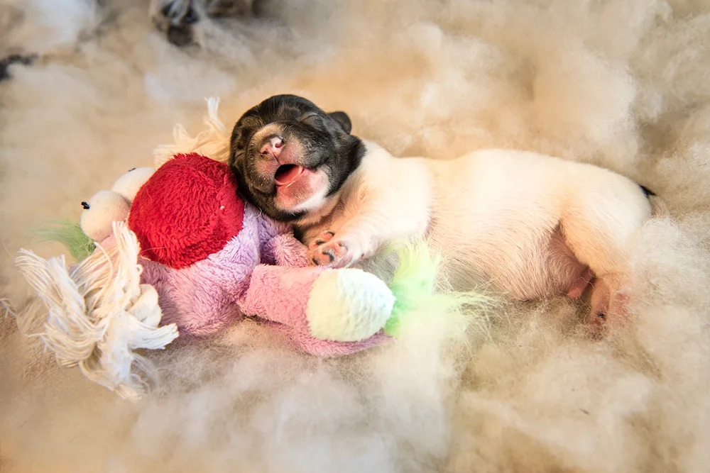 Newborn puppies photo shoot