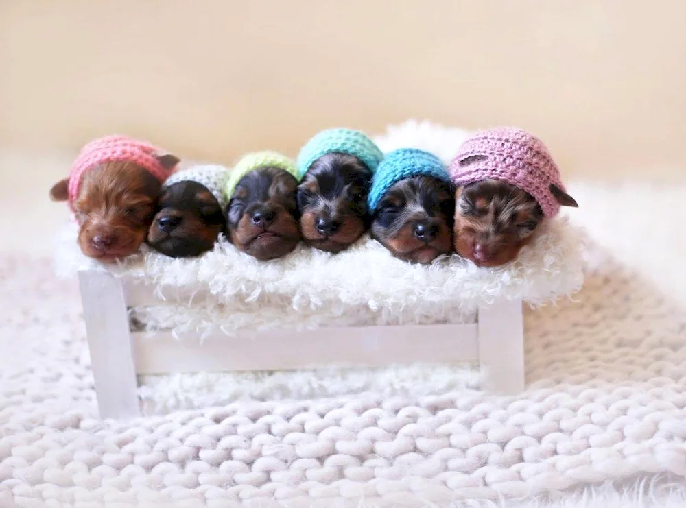 Newborn puppy photo shoot