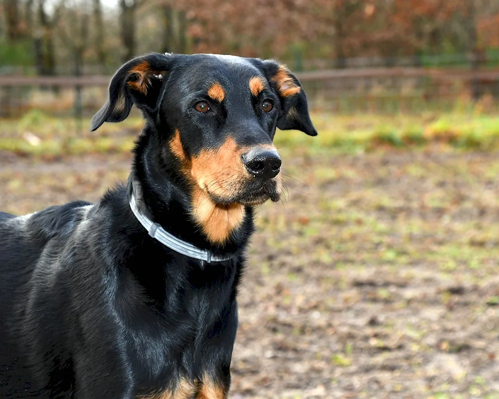 French Shepherd Boscheron