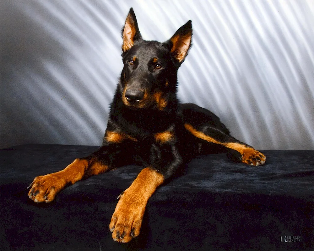 Deena and Doberman series