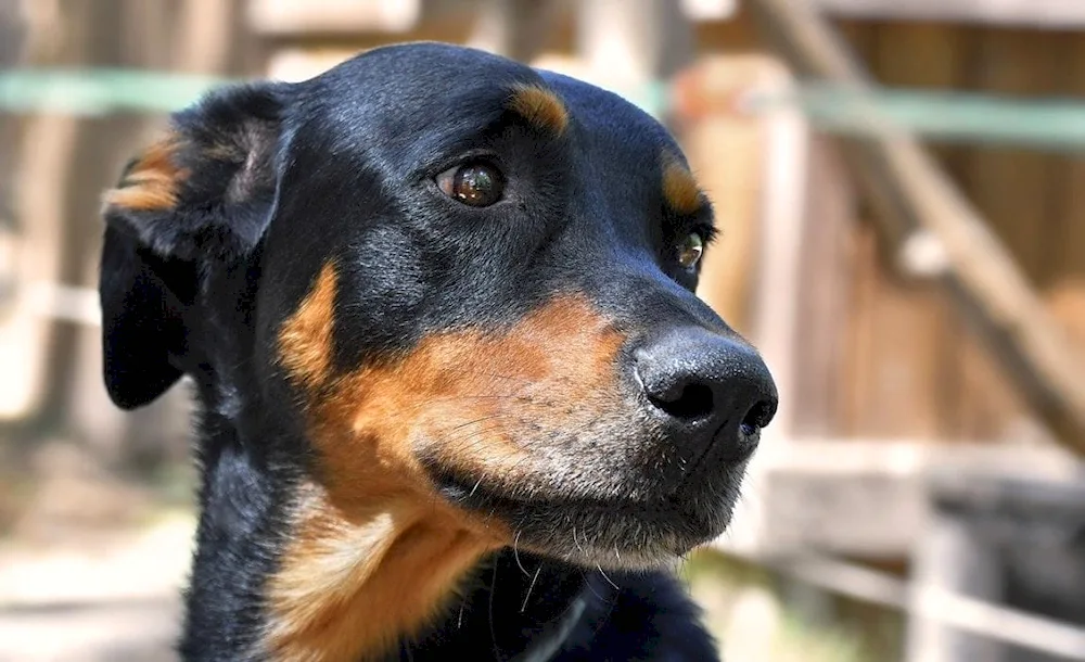 Doberman Vladivostok