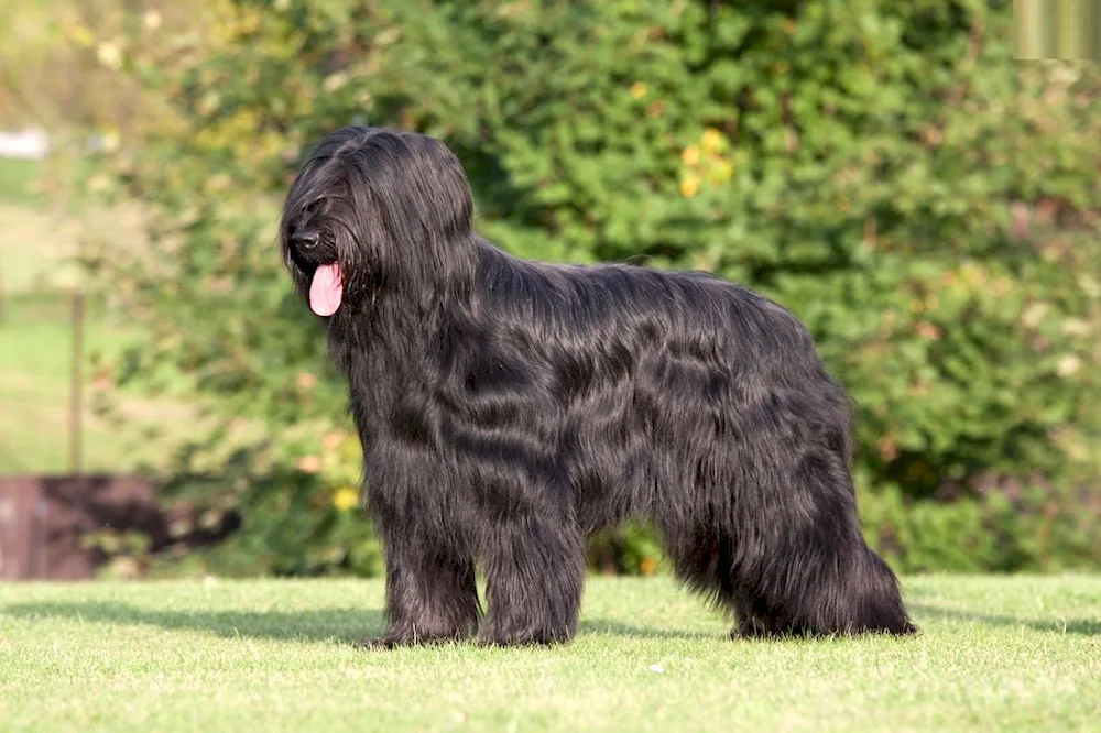 French sheepdog Briard