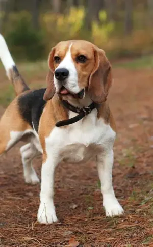 French Beagle Harrier