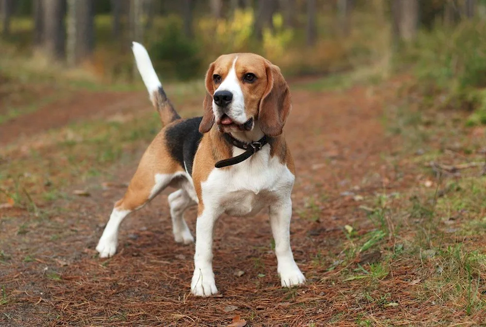 French Beagle Harrier