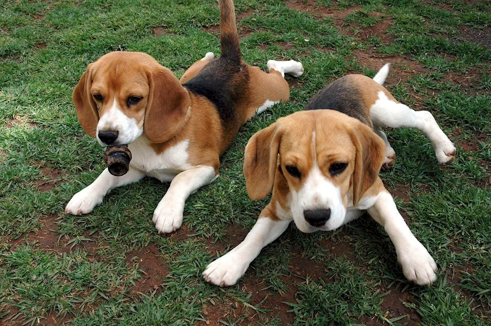 French Beagle harrier