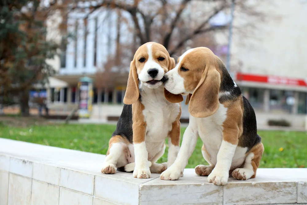 French Beagle dog