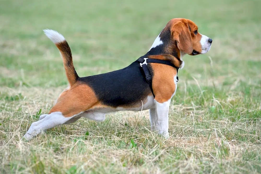 Beagle dog breed