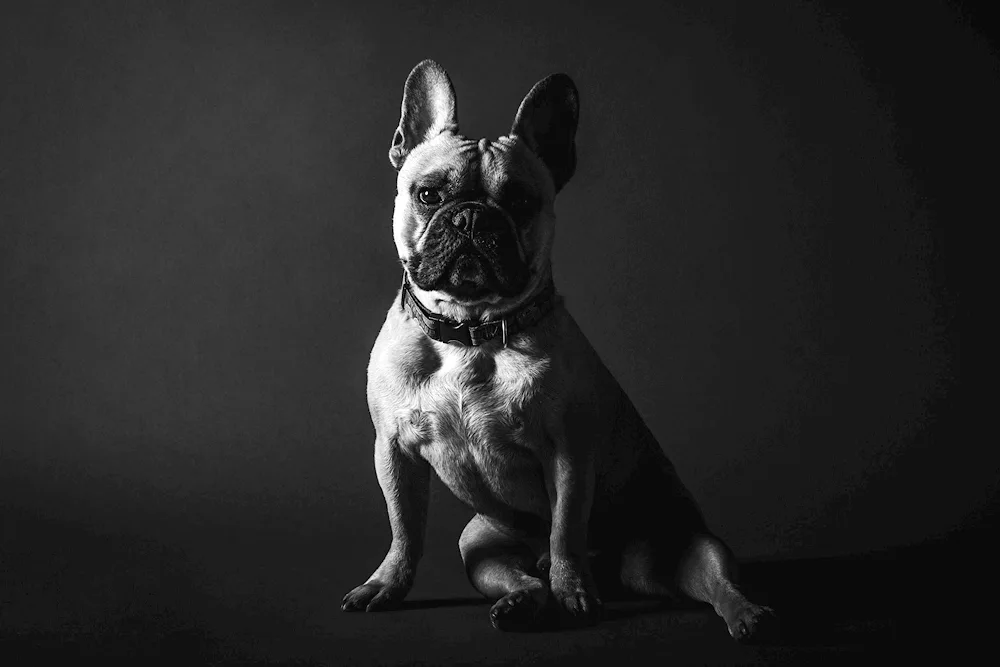 French Bulldog fluffy