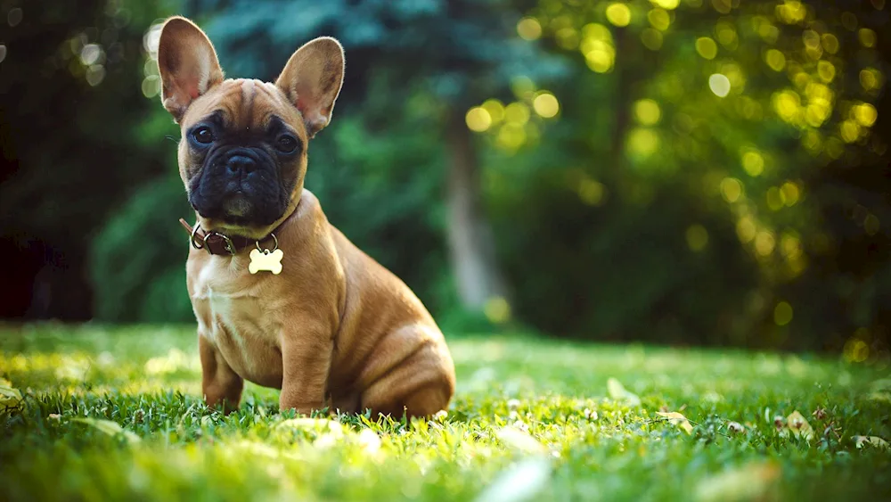 English Bulldog black