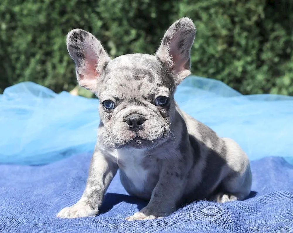 French bulldog marble colour colour