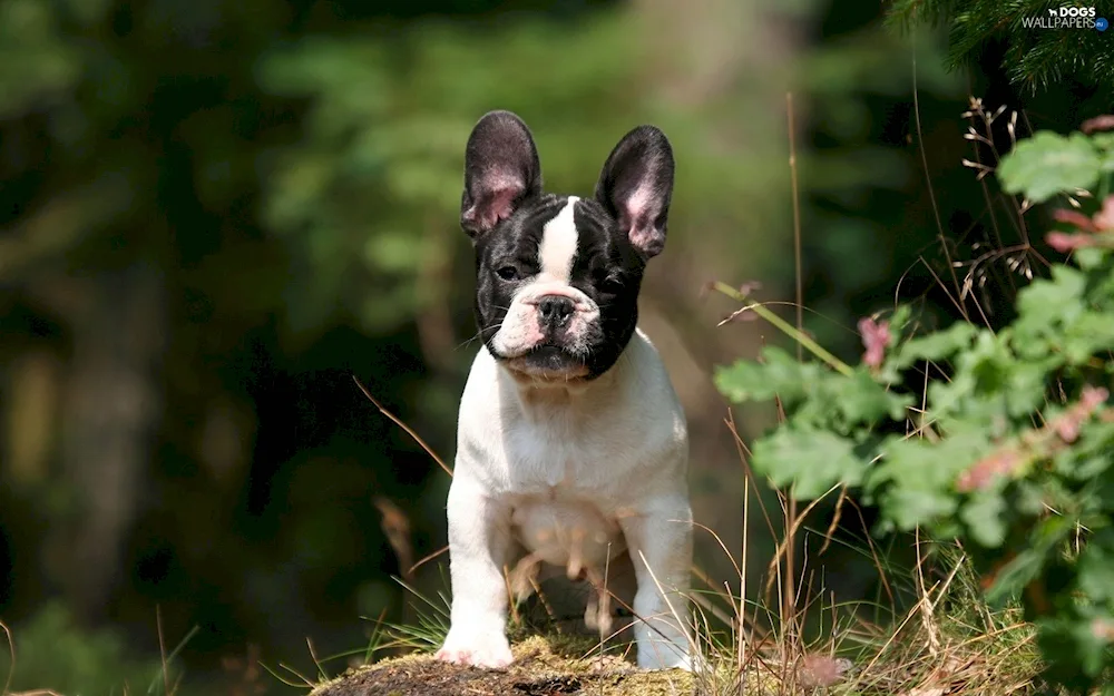 French Bulldog Blue Merle