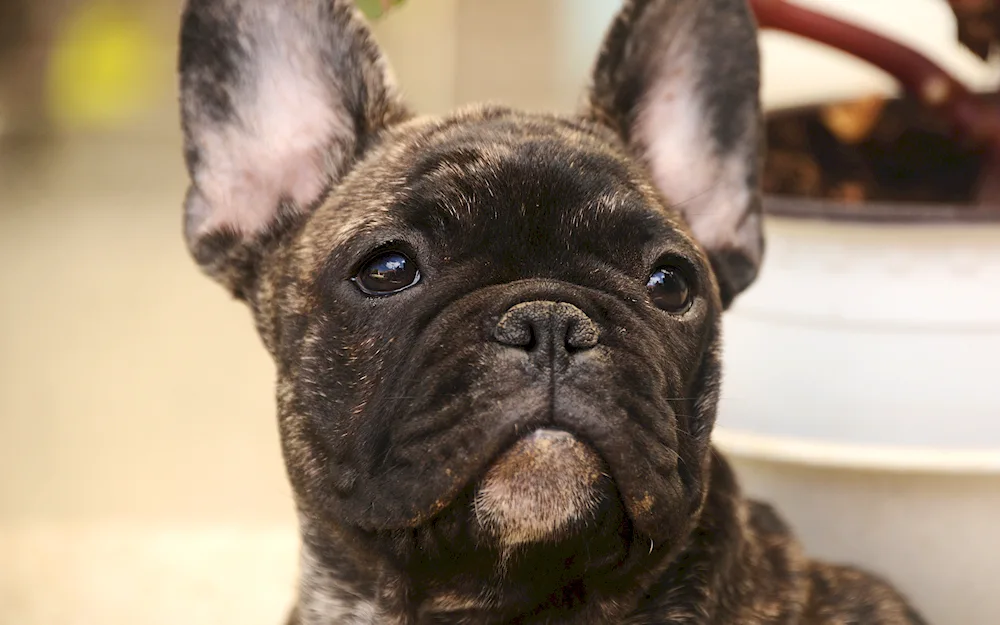 French Bulldog with Tail Unbought