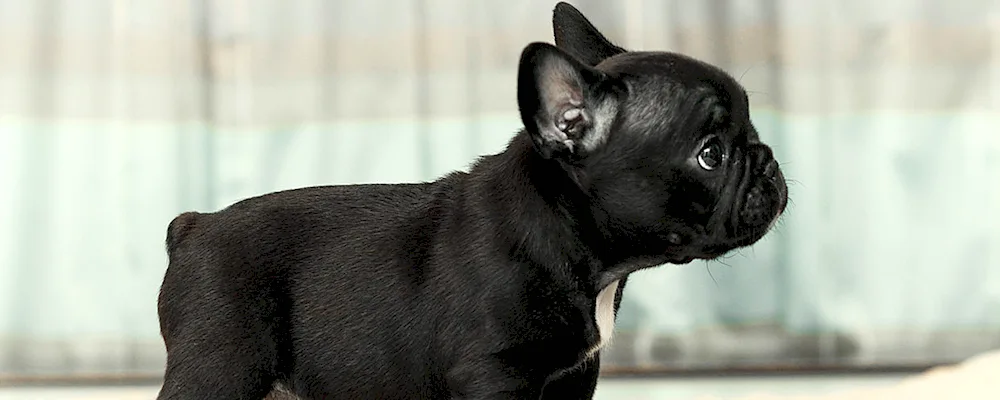 French bulldog