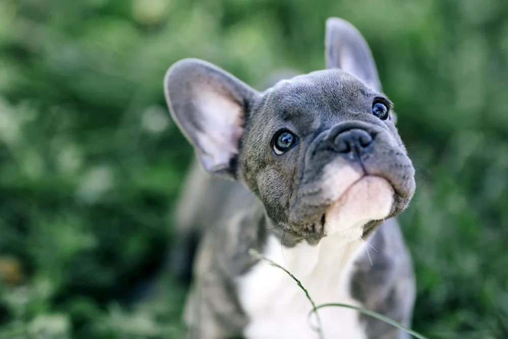 Blue Spaniel French Bulldog