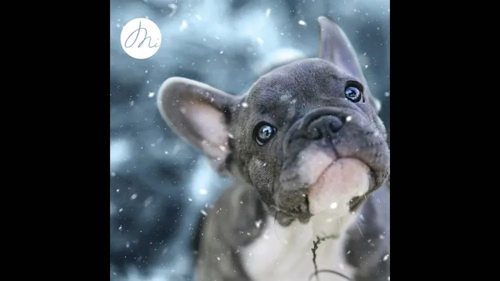 Dog French Bulldog