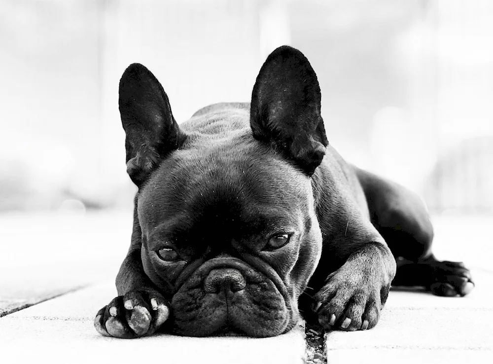 French bulldog dog