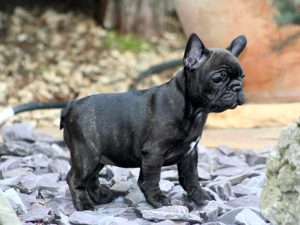 French bulldog