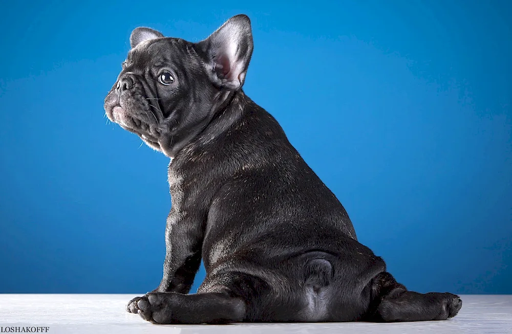 Blue Solid French Bulldog