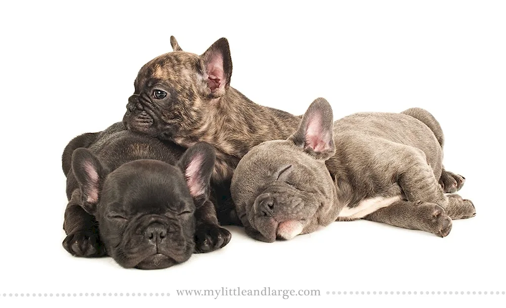 Lilac Tan French Bulldog