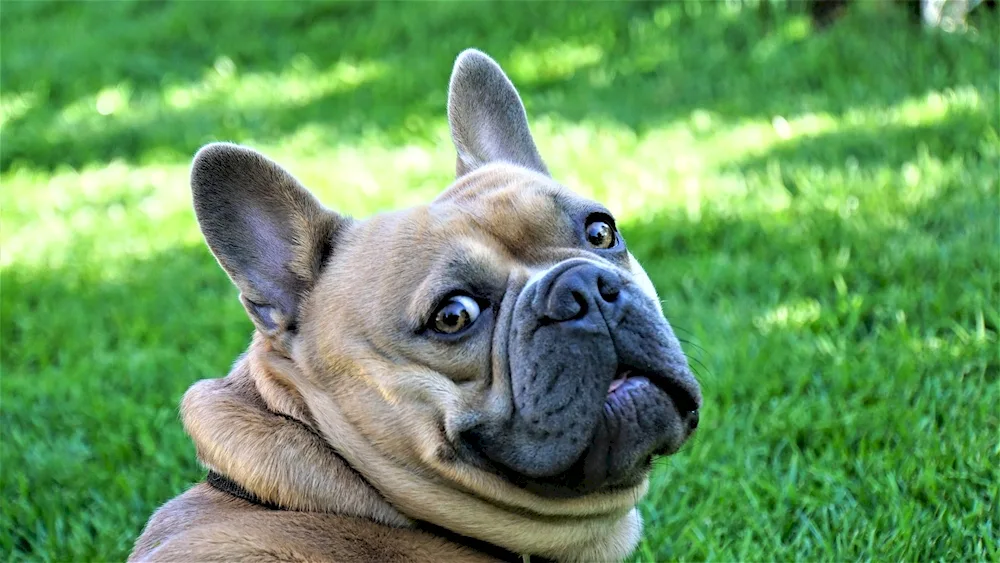 French bulldog