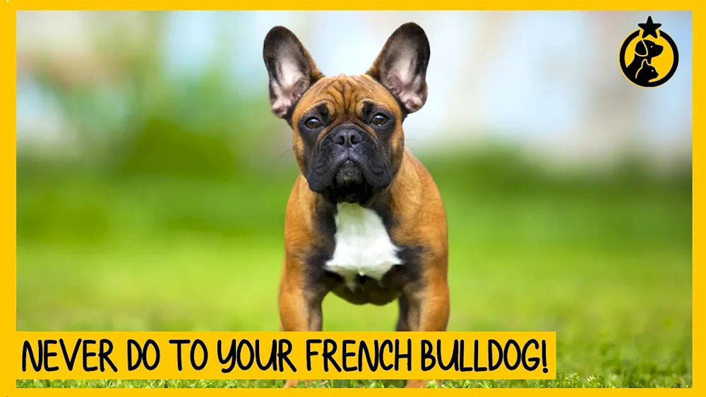 French bulldog