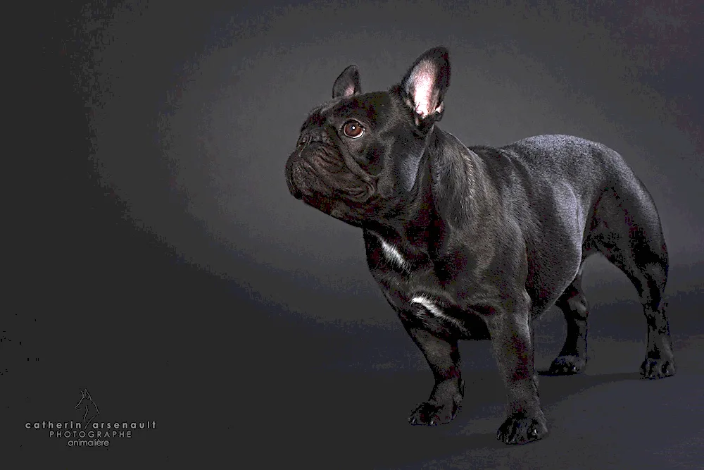 French bulldog tiger