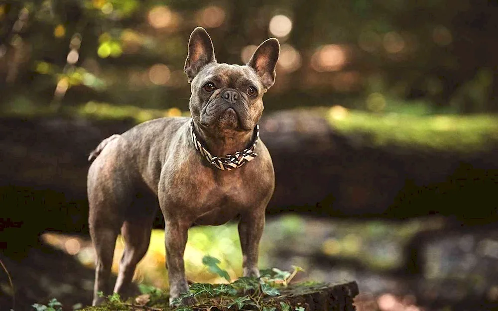 French bulldog yearling