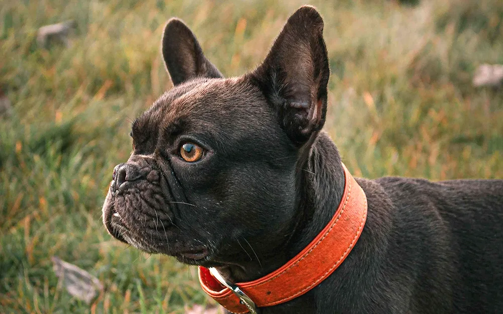 Alapakh Purebred Otto Bulldog