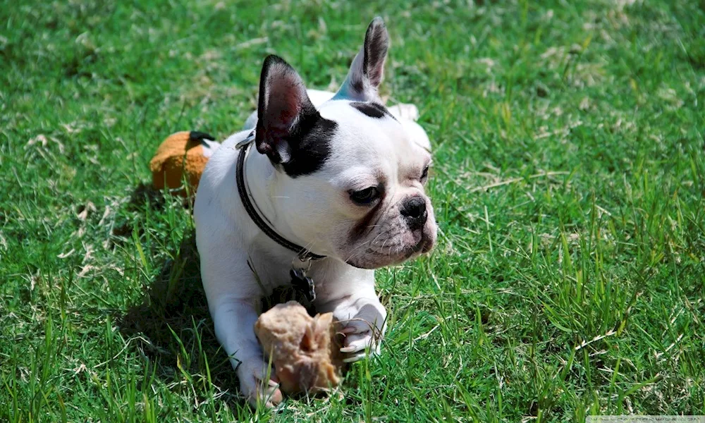 French Bulldog