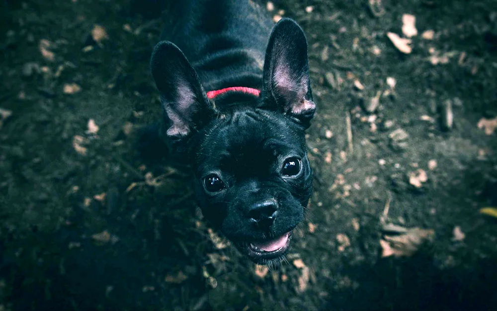 Anglo-French Bulldog mix