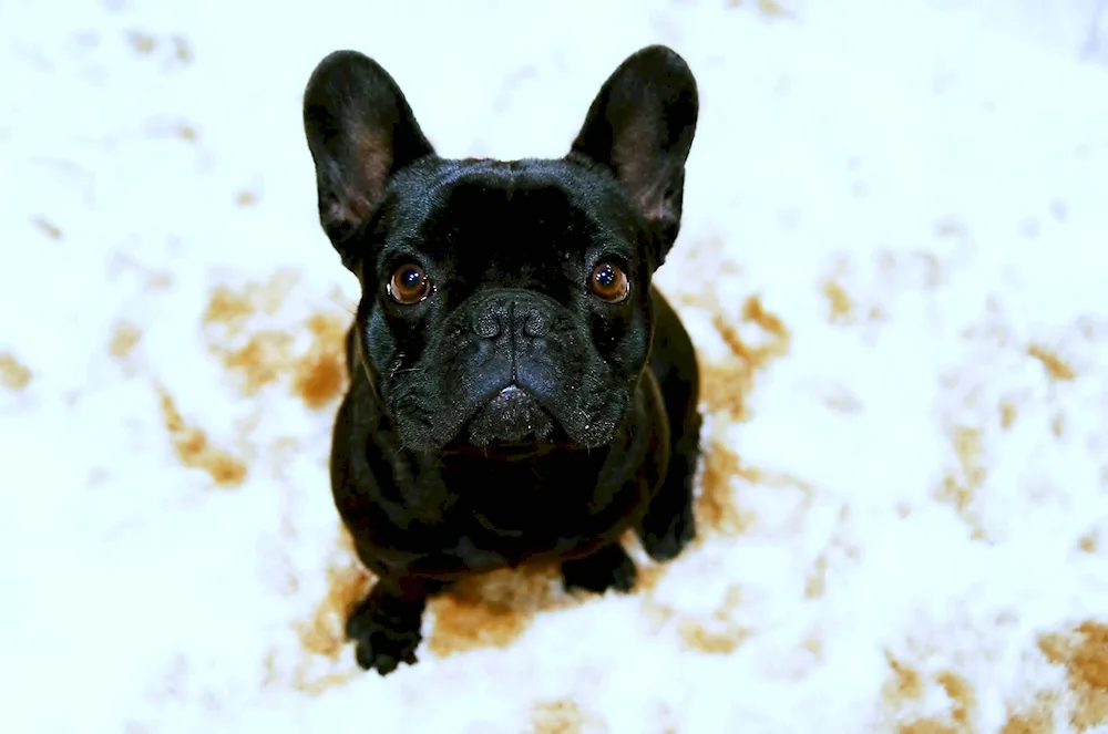 Boston Terrier-French Bulldog mix