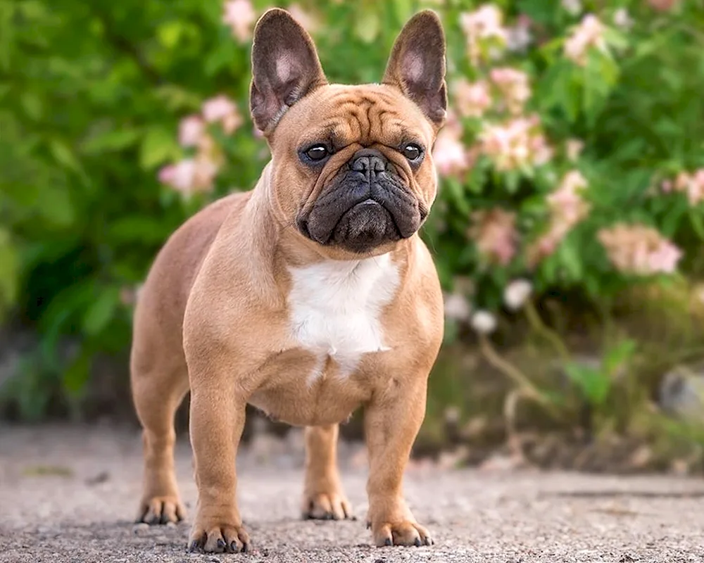 Old-bred French bulldog