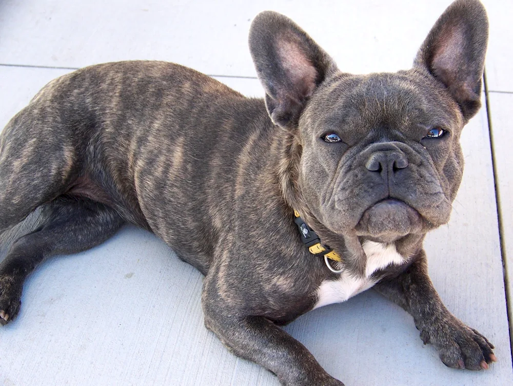 French bulldog