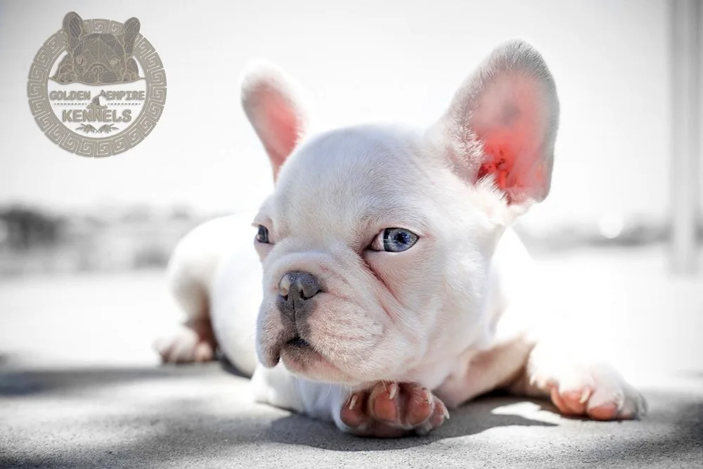 French Bulldog albino