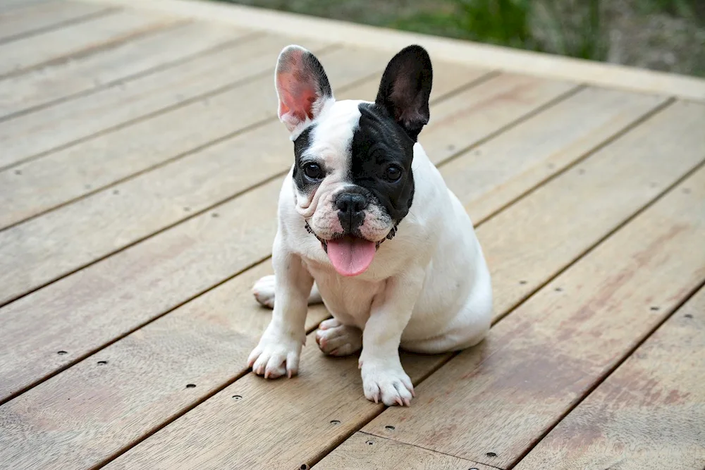 French Bulldog Albino