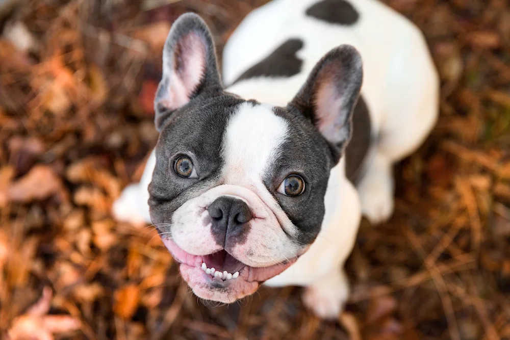 Blue Merle Bulldog