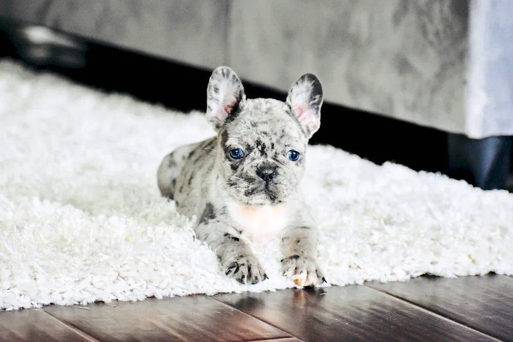 French bulldog fluffy