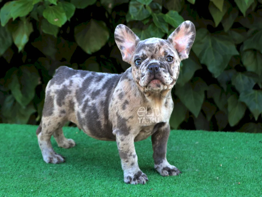 French bulldog tiger