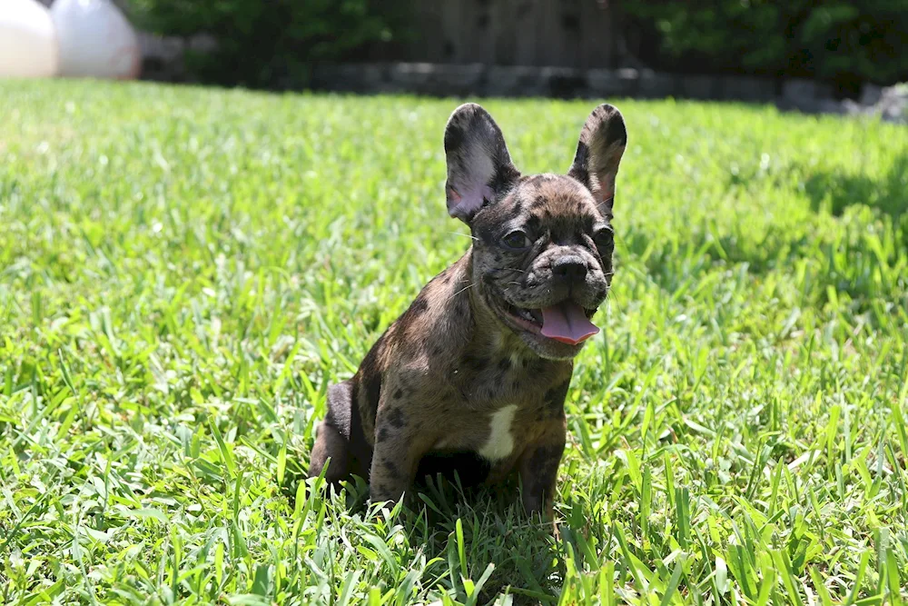 French Bulldog Blue Merle