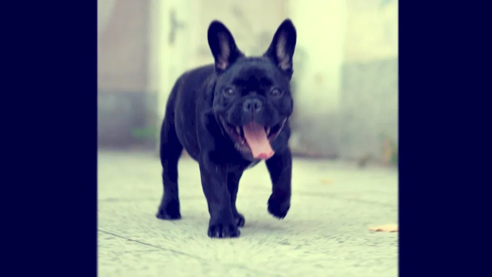 French bulldog black