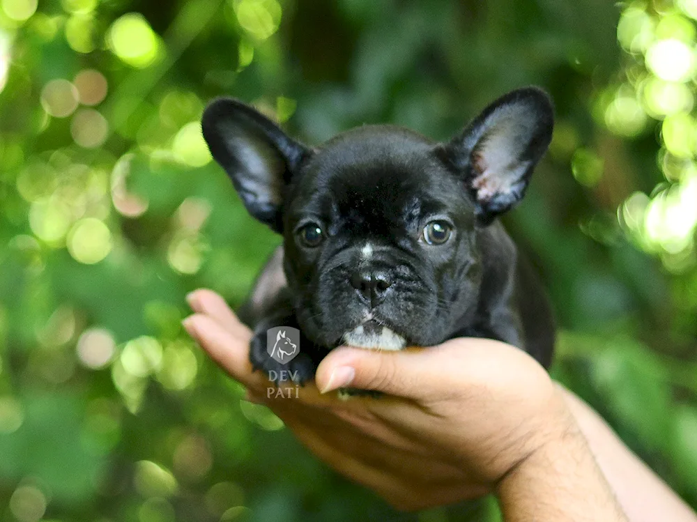 Dog French Bulldog