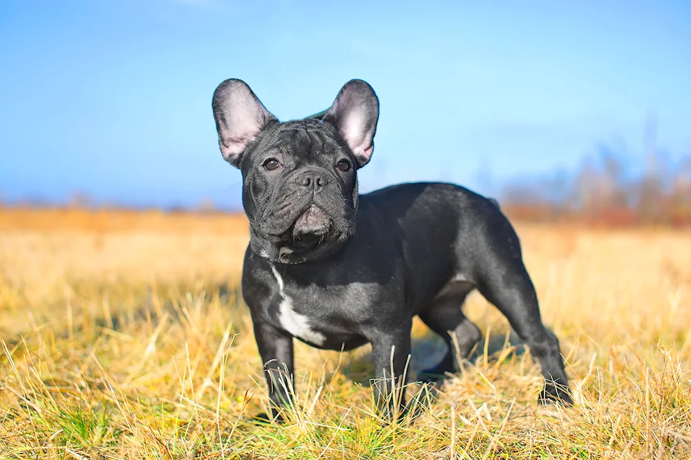 Tiger French bulldog