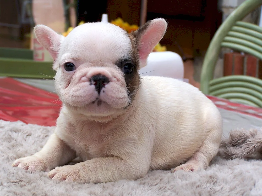 French bulldog fluffy